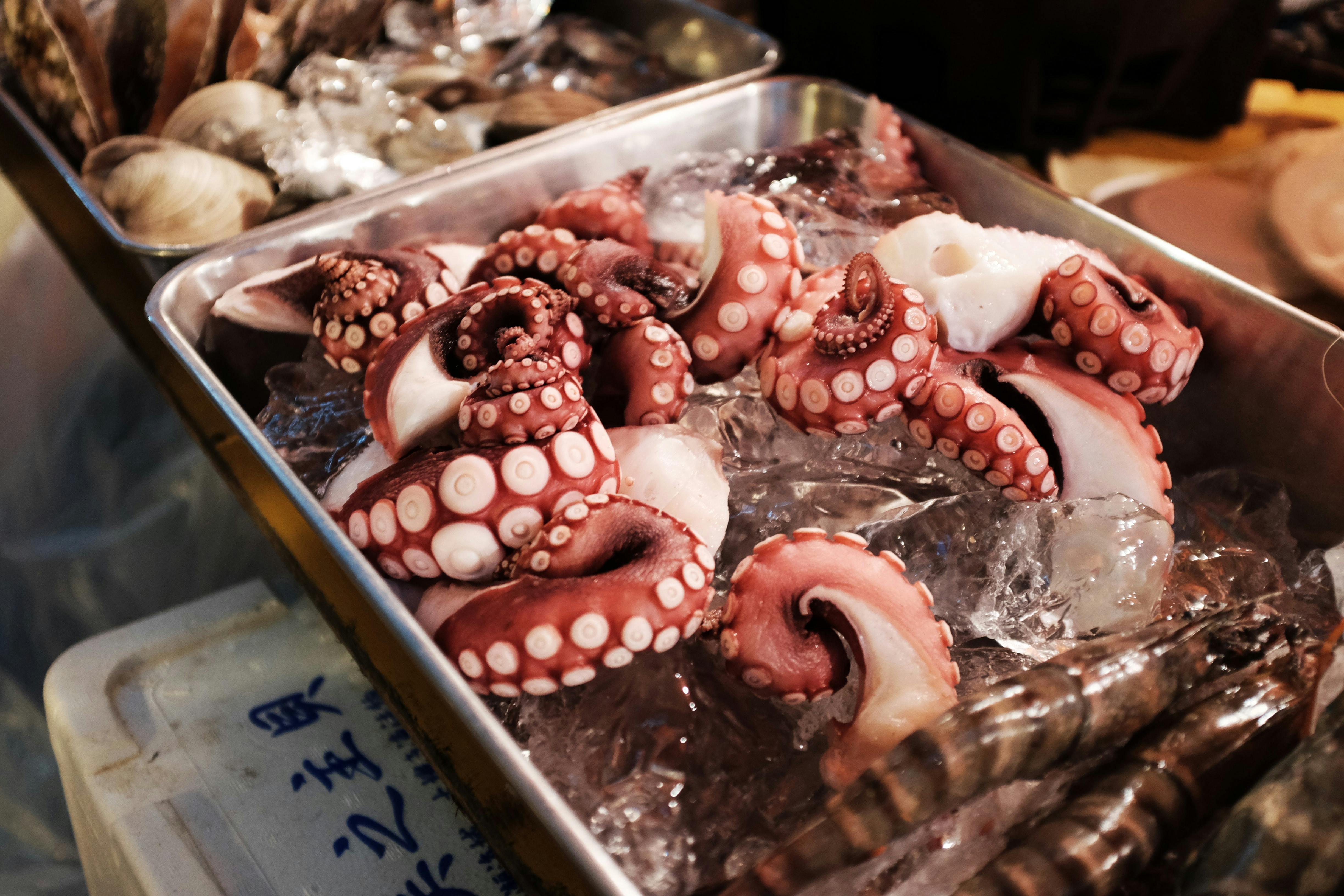 Fresh Octopus